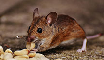 24 Hour & Emergency Exterminators in Middle Spring, PA